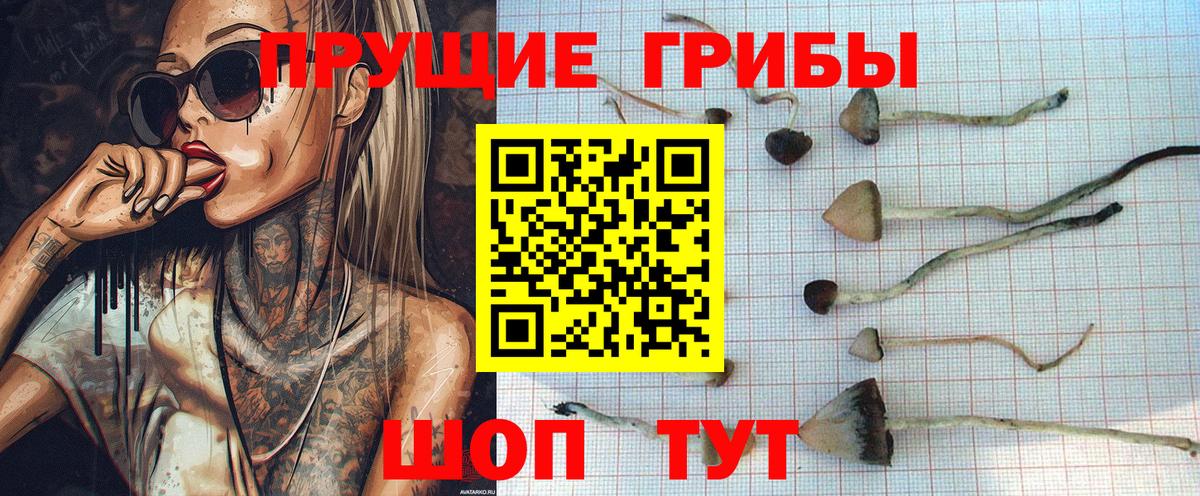 Галлюциногенные грибы Psilocybe Омск